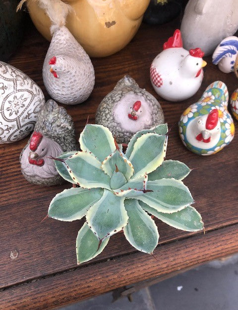 Agave potatorum cv. Kichijokan variegata