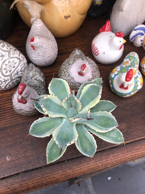 Agave potatorum cv. Kichijokan variegata