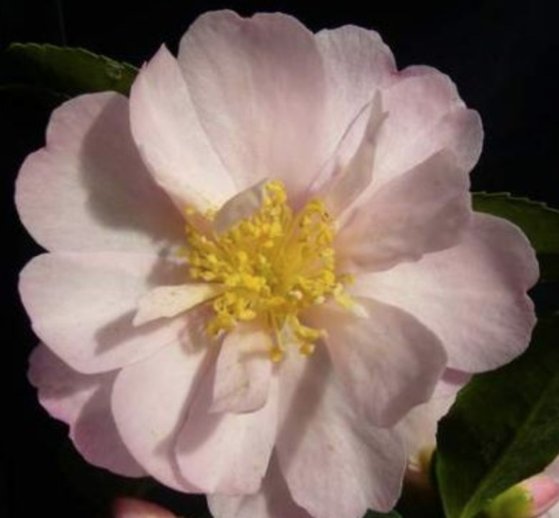 Camelia Sasanqua Agnes o solomon vaso 19