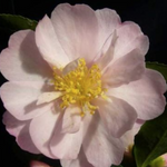 Camelia Sasanqua Agnes o solomon vaso 19
