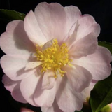 Camelia Sasanqua Agnes o solomon vaso 19