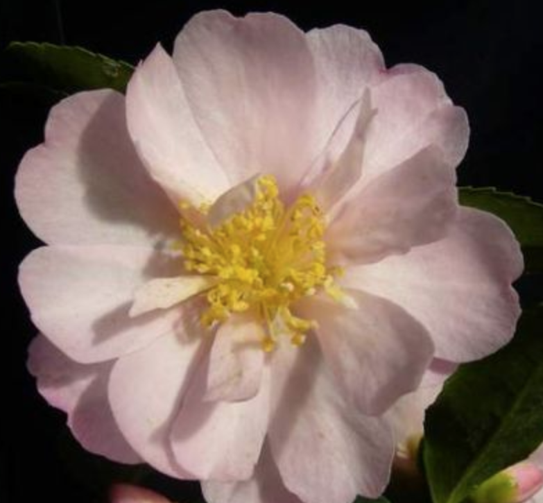 Camelia Sasanqua Agnes o solomon vaso 19
