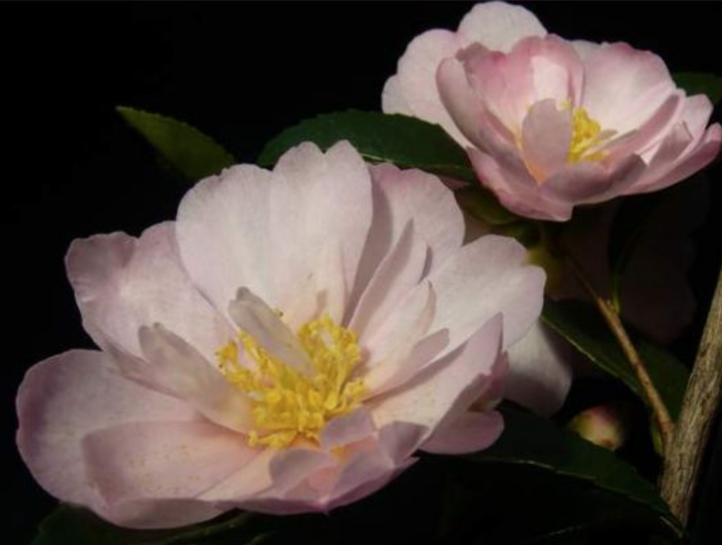 Camelia Sasanqua Agnes o solomon vaso 19