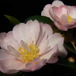 Camelia Sasanqua Agnes o solomon vaso 19