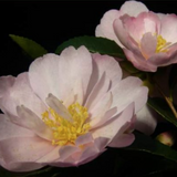 Camelia Sasanqua Agnes o solomon vaso 19