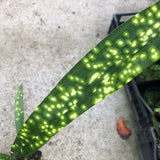 Aspidistra sichuanensis Chromatographic in Vaso