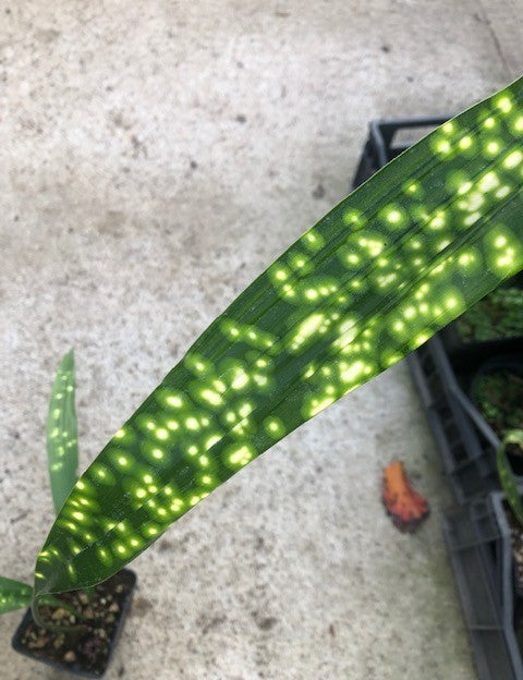 Aspidistra sichuanensis Chromatographic in Vaso