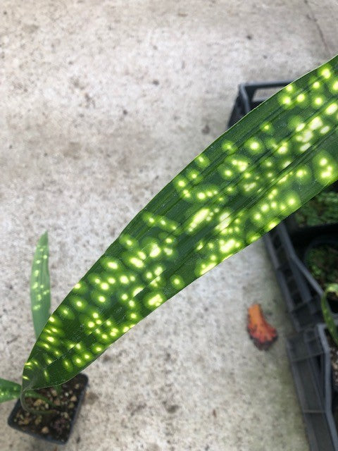 Aspidistra sichuanensis Chromatographic in Vaso