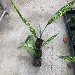 Aspidistra sichuanensis Chromatographic in Vaso