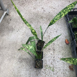Aspidistra sichuanensis Chromatographic in Vaso