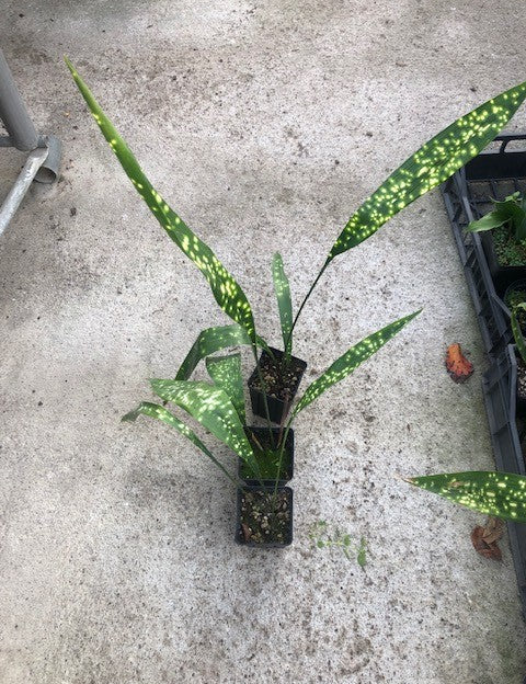 Aspidistra sichuanensis Chromatographic in Vaso