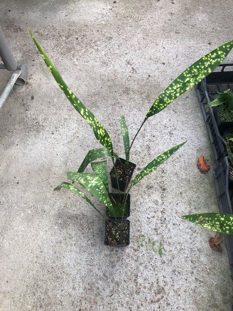 Aspidistra sichuanensis Chromatographic in Vaso