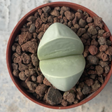 Argyroderma delateii soutriver
