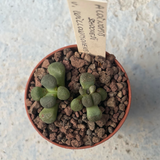 Aloinopsis schoonesii v. willowmorensi