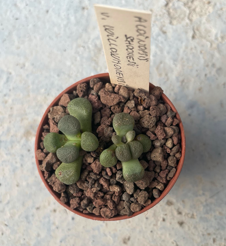 Aloinopsis schoonesii v. willowmorensi