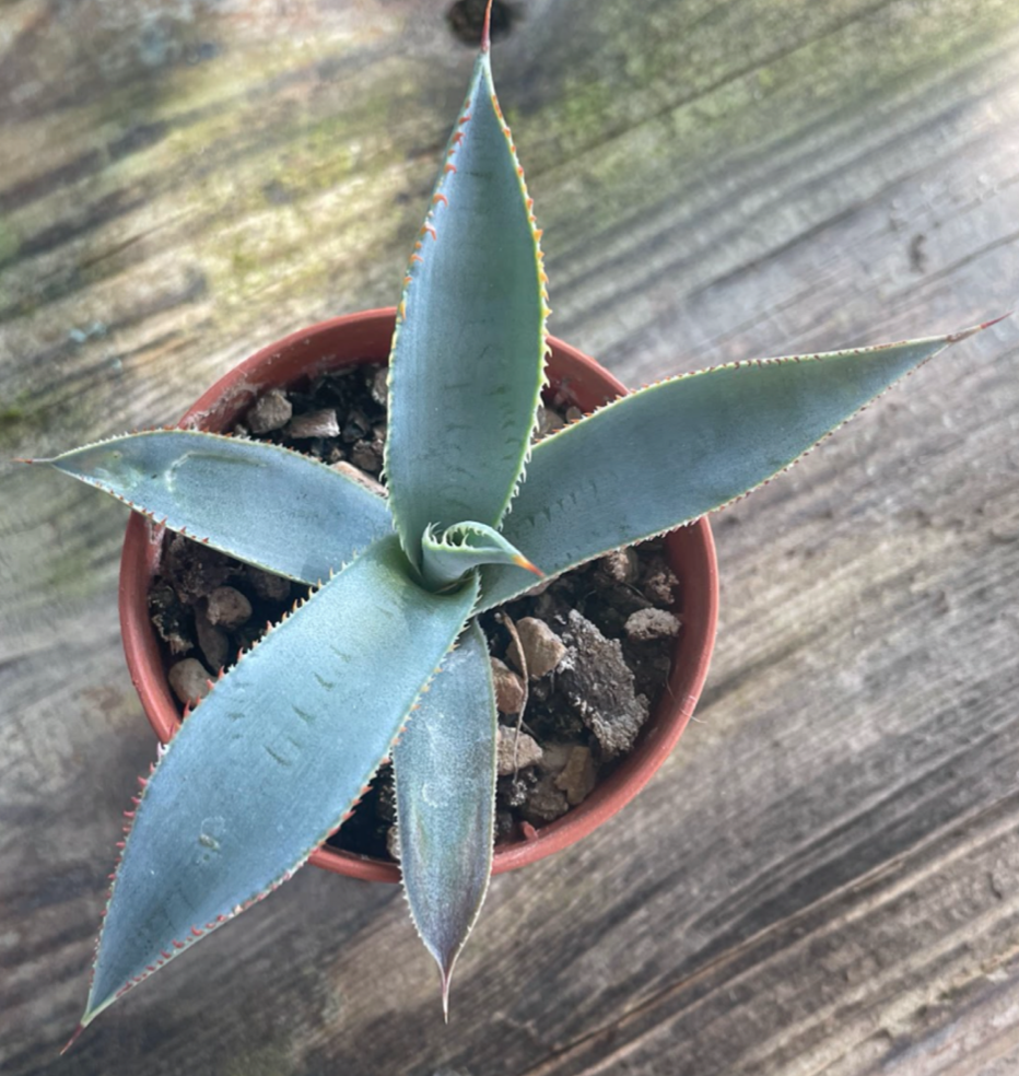 Agave Guadalajarana