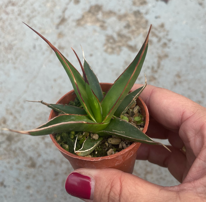 Agave Pelona