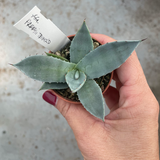 agave parry truncata