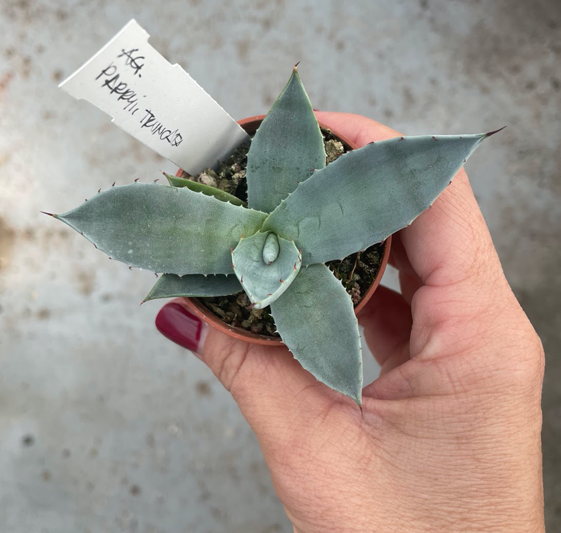 agave parry truncata