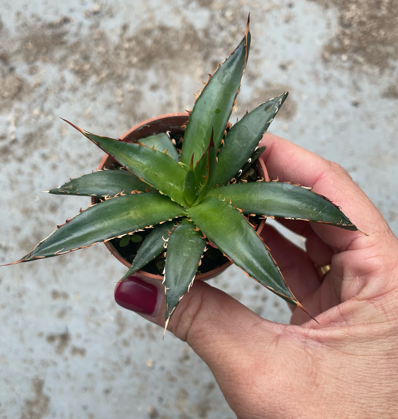 Agave Horrida Perotensis cm. 10