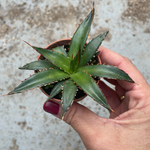 Agave Horrida Perotensis cm. 10