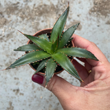 Agave Horrida Perotensis cm. 10