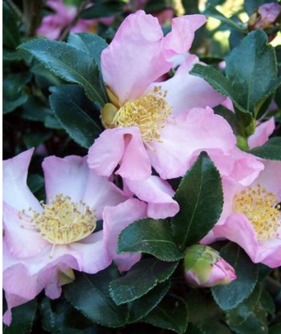 Camelia Sasanqua Cleopatra vaso 18