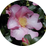 Camelia Sasanqua Cleopatra vaso 18