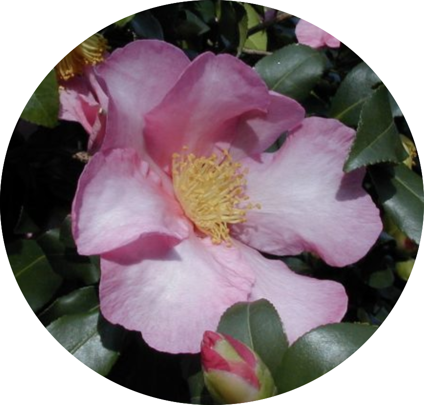 Camelia Sasanqua Cleopatra vaso 18
