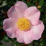 Camelia sasanqua maiden's Blush v. 18