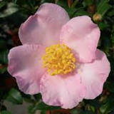 Camelia sasanqua maiden's Blush v. 18