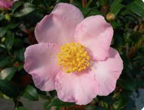 Camelia sasanqua maiden's Blush v. 18