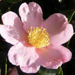 Camelia sasanqua maiden's Blush v. 18