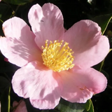 Camelia sasanqua maiden's Blush v. 18