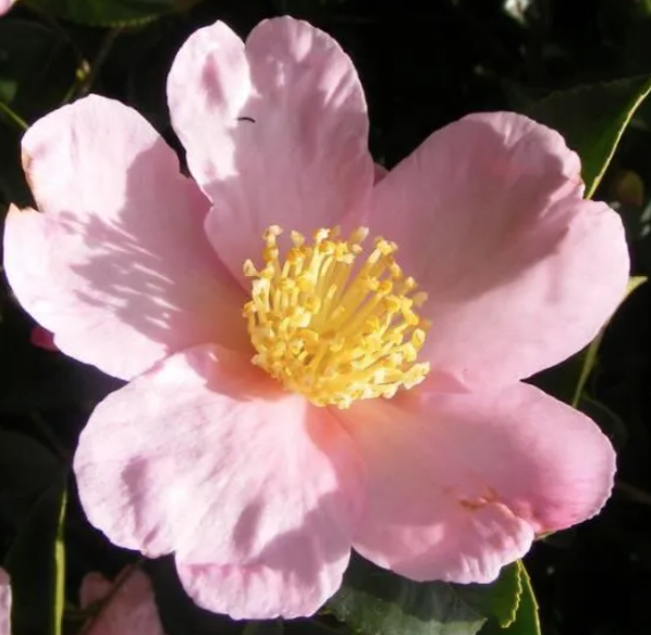 Camelia sasanqua maiden's Blush v. 18