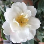Camelia sasanqua 'Hina Yuki' cm. 110/120