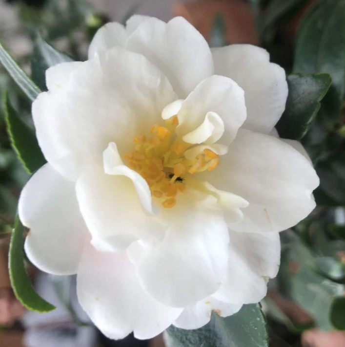 Camelia sasanqua 'Hina Yuki' cm. 110/120