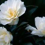 Camelia sasanqua 'Hina Yuki' cm. 110/120