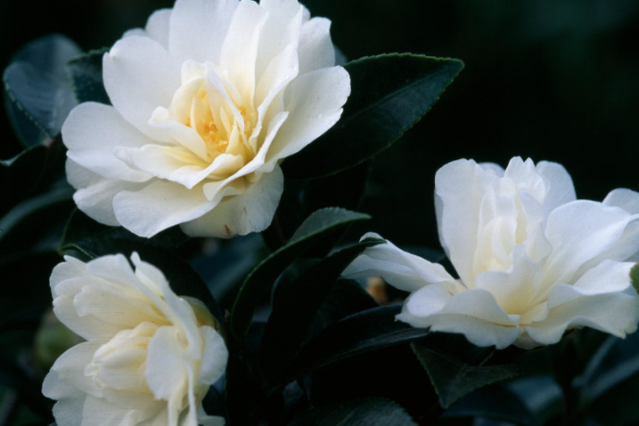 Camelia sasanqua 'Hina Yuki' cm. 110/120