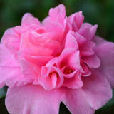 Camelia sasanqua Sparkling Burgundy vaso 15