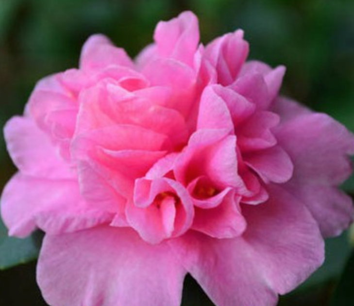 Camelia sasanqua Sparkling Burgundy vaso 15