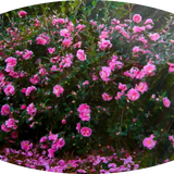 Camelia sasanqua Sparkling Burgundy vaso 15