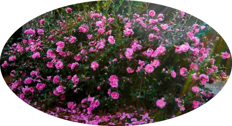 Camelia sasanqua Sparkling Burgundy vaso 15