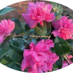 Camelia sasanqua Sparkling Burgundy vaso 15