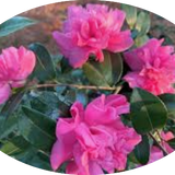 Camelia sasanqua Sparkling Burgundy vaso 15