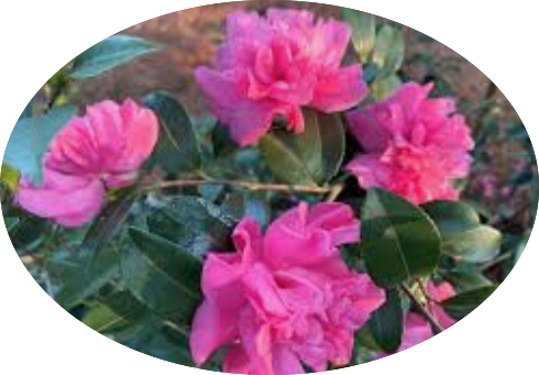 Camelia sasanqua Sparkling Burgundy vaso 15