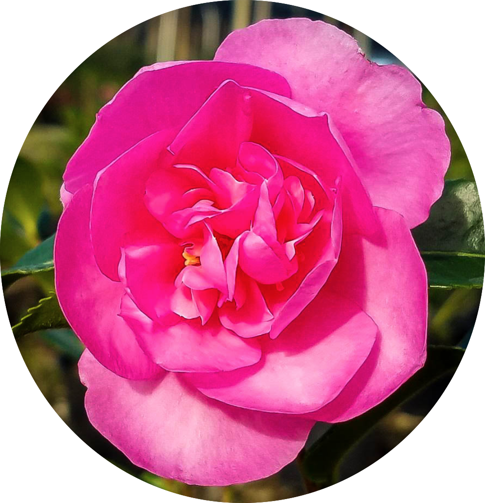 Camelia sasanqua Sparkling Burgundy vaso 15