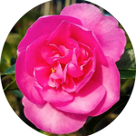 Camelia sasanqua Sparkling Burgundy vaso 15
