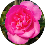 Camelia sasanqua Sparkling Burgundy vaso 15
