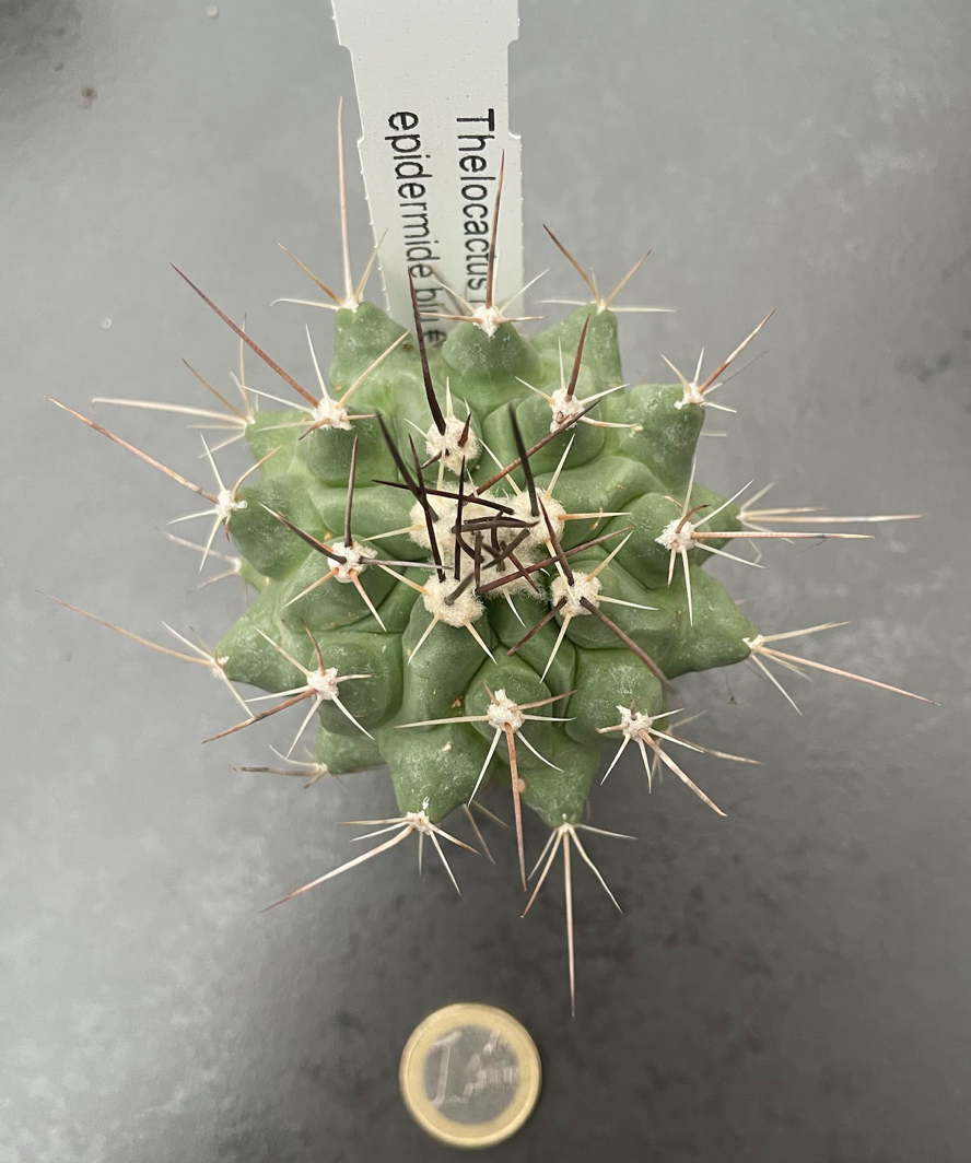 Thelocactus Rinconensis epidermide blu